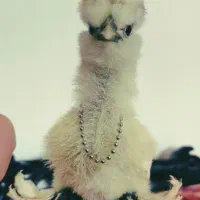 جوجه و تخم نطفه دار ، نژاد سلطان اصلیل ( وارداتی )