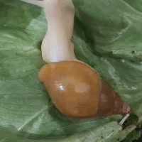 حلزون آچاتینا