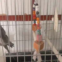 عروس هلندی نر