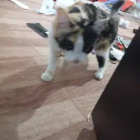 گربه|گربه|ارومیه, |دیوار