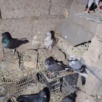 سبز مسافتی دانه ای۳۰۰|پرنده|گنبد کاووس, |دیوار