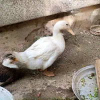 دو عدد اردک