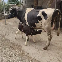 فروش گاوشیری با گوساله نرشیرمست