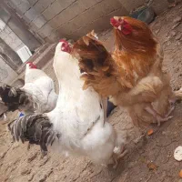 تخم برهما اصل رومانی