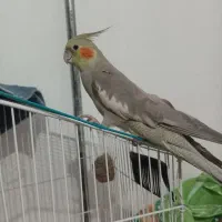 عروس هلندی کفتر|پرنده|تربت جام, شهرک معلم|دیوار