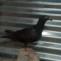 کبوتر جوانه|پرنده|طبس, |دیوار