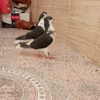 جفت ساده سیاه کاکل افشون|پرنده|ایرانشهر, |دیوار