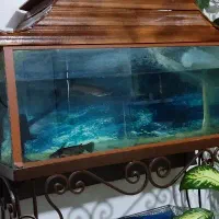 آکواریوم ماهی پنکوس چوبی