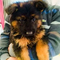 واگذاری ژرمن شپرد