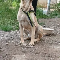 سگ سرابی|سگ|اردبیل, |دیوار