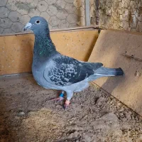 مسافتی آتم پلاکی