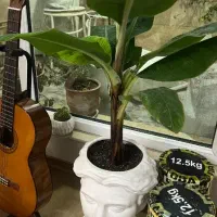 گیاه درخت موز با گلدان رخ