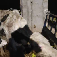 خریدوفروش گوساله و گاو گوشتی و داشتی