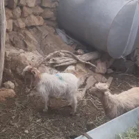 کهره نر ماده کردی درجه یک