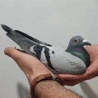 ماده پلاکی پرینت دار