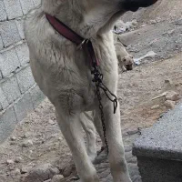 واگذاری سگ عراقی|سگ|اسکو, |دیوار