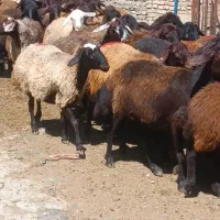 فروش 90راس گوسفند قزل افشار یک صاحب