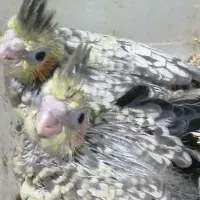 جوجه عروس