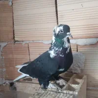 کبوتر قره آغ گویروخ ، شامی