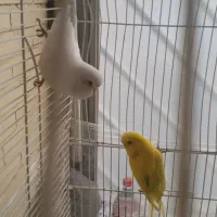 پرنده مرغ عشق انگلیسی|پرنده|اندیشه, اندیشه فاز ۳|دیوار