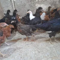 جوجه مرغ