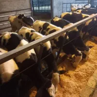 گوساله قط شیر