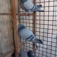 کبوتر آلمانی