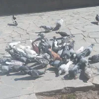 کفتر یا کبوتر