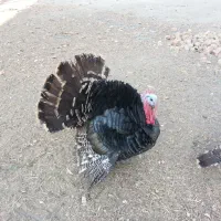 بوقلمون نر|حیوانات مزرعه|تهران, تولید دارو|دیوار