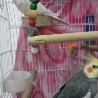 دو عدد عروس هلندی نر|پرنده|ساری, |دیوار