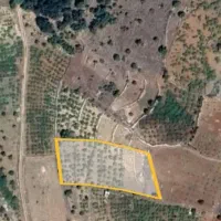 زمین کشاورزی دیم انگور