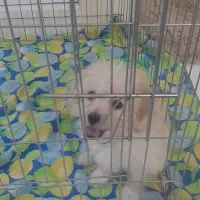 توله سگ ماده ۲ ماهه شیتزوپودل|سگ|قم, انسجام|دیوار