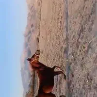 اسب دره شور