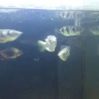 ماهی|ماهی|رشت, قاسمیه|دیوار