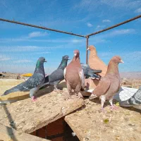 کفتر دم سفید