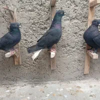 ذاغ دم سفید