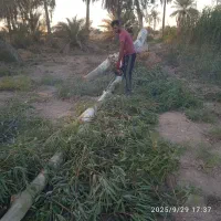 بریدن درخت وحرس کاری|خدمات باغبانی و درختکاری|آبادان, |دیوار