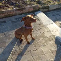 سگ ماده دنبلانی