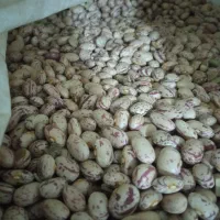 لوبیا چیتی