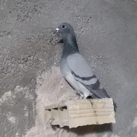 کفتر|حیوانات|تاکستان, |دیوار