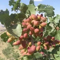 هرس و پیوند پسته با کادر مجرب