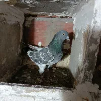 پاکستانی نر گرفتنی