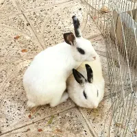 خرگوش