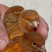 قناری نر و ماده رد بلک ،سرخ سوخته،مولد،اماده و مست