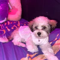 شیتزو ۶ماهه