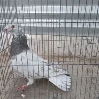 کبوتر پلاکی سار