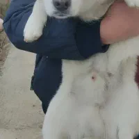 واگذاری سگ نر و نیازمند سگ ماده پامر