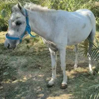 فروش سفید برفی