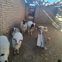 بره نر|حیوانات مزرعه|بیرجند, |دیوار