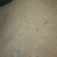 ماسه